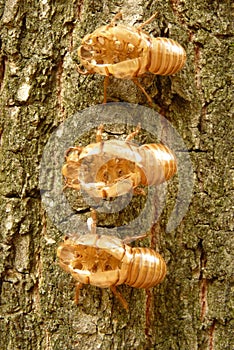 Cicada Cicadoidea CvrÃÂak photo